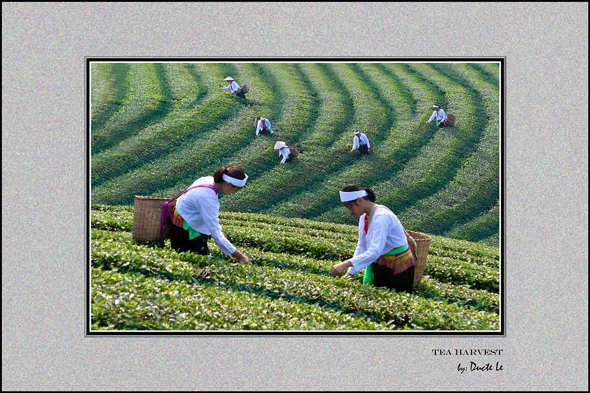 A-019-Phu-Tho-Tea-Hills-30x20-Resize